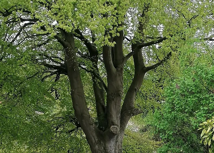 The Beeches